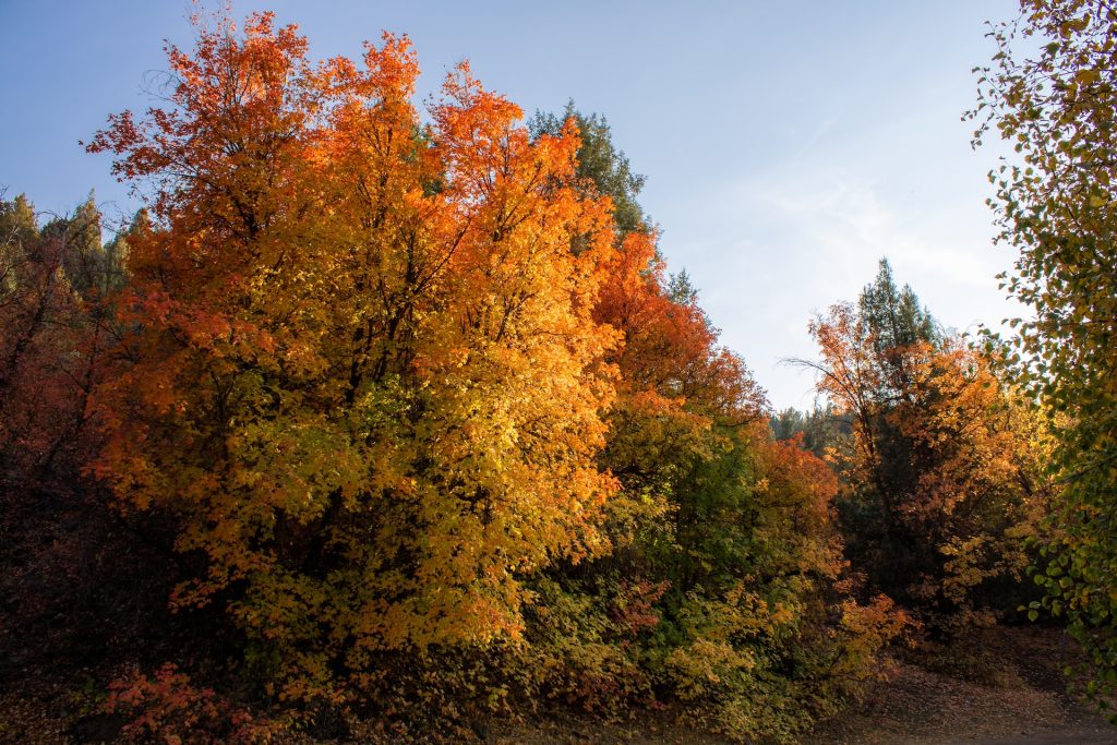 green and brown trees under blue sky during daytime